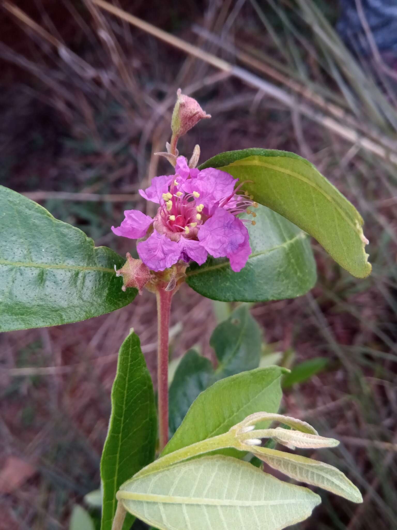 Sivun Koehneria madagascariensis (Baker) S. A. Graham, H. Tobe & P. Baas kuva