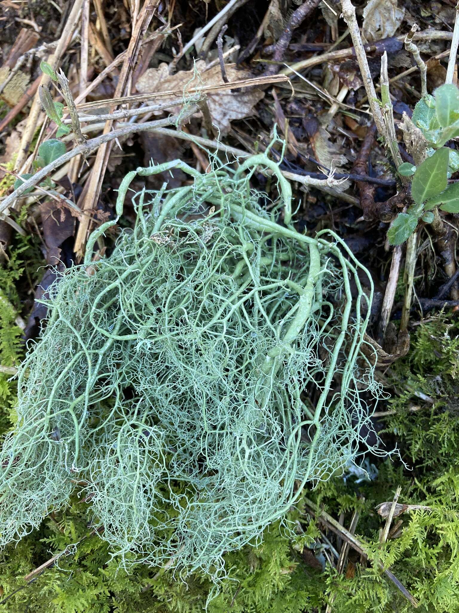 Image of string-of-sausages lichen