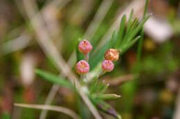 Image of bog rosemary