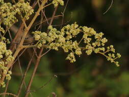 Image of Ziziphus rugosa Lam.