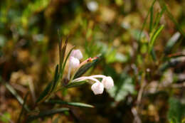 Image of bog rosemary