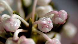 Image of bog rosemary