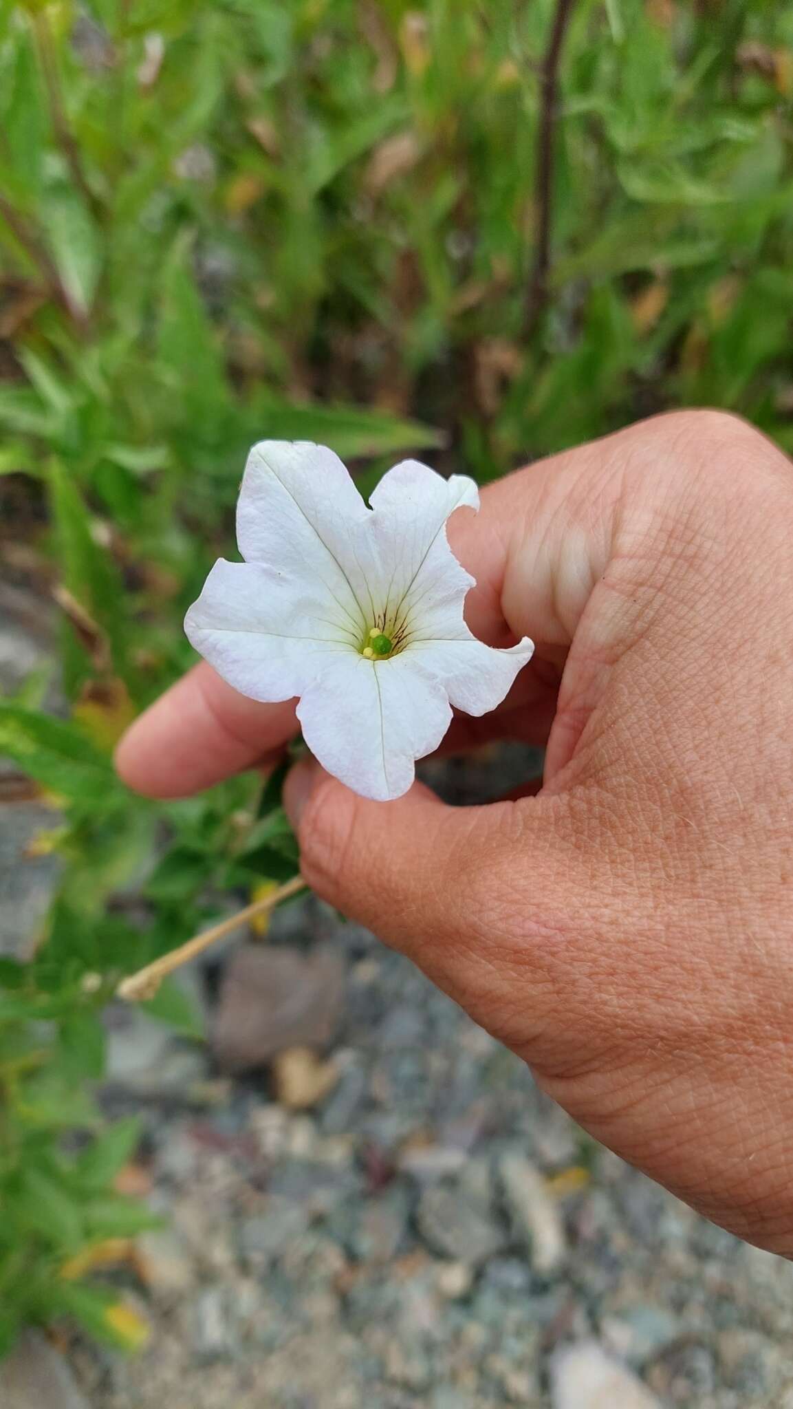 صورة Petunia axillaris subsp. subandina T. Ando