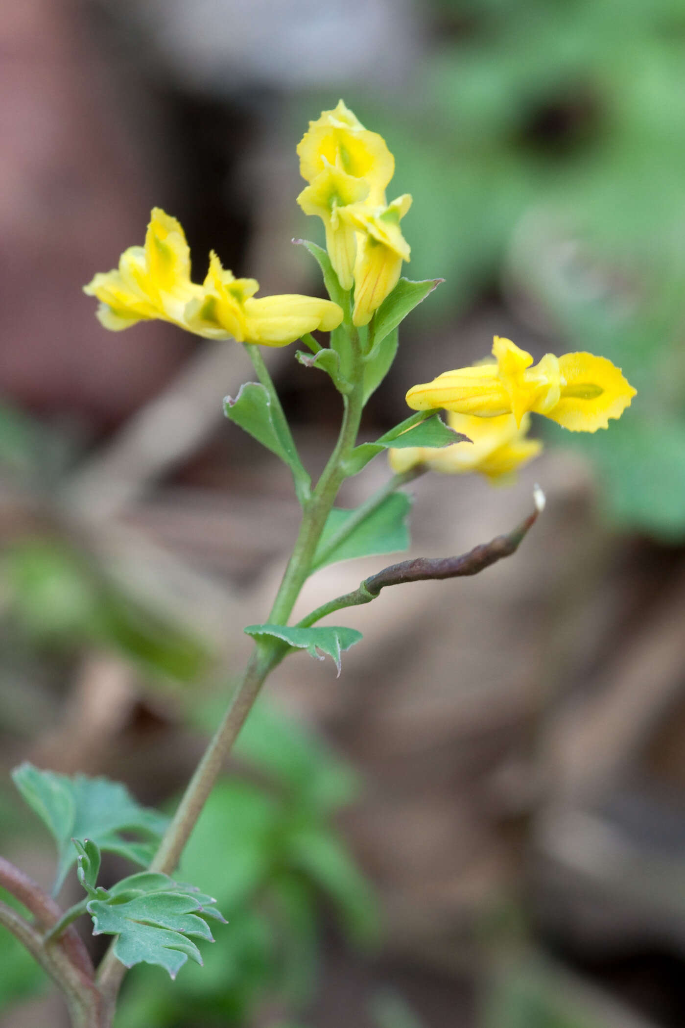 Corydalis flavula (Raf.) DC.的圖片