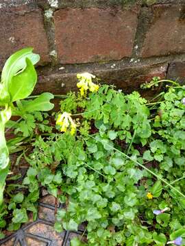 Image of yellow corydalis