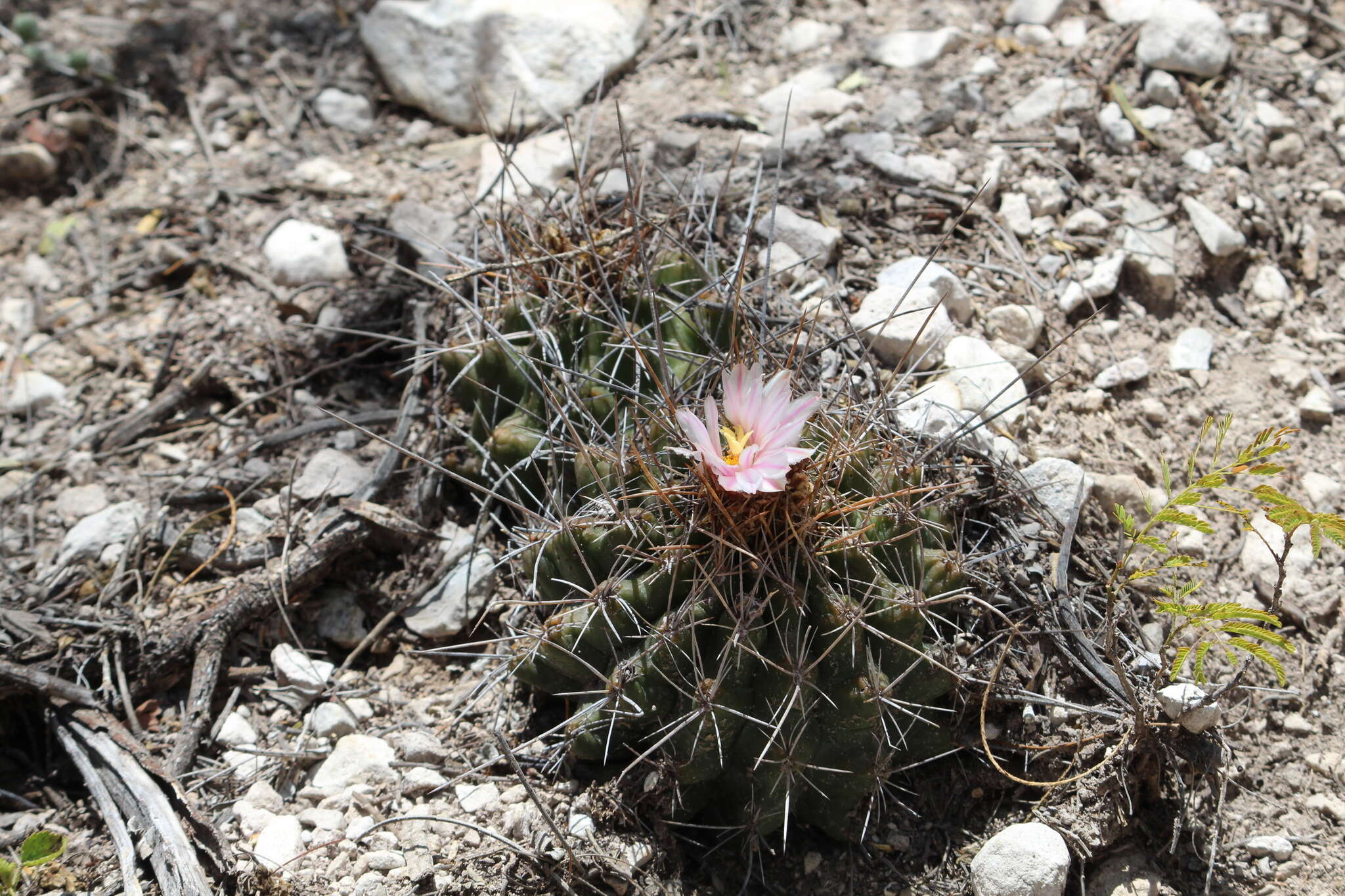 Image of Thelocactus tulensis (Polseg.) Britton & Rose