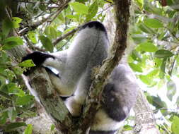 Image of indri