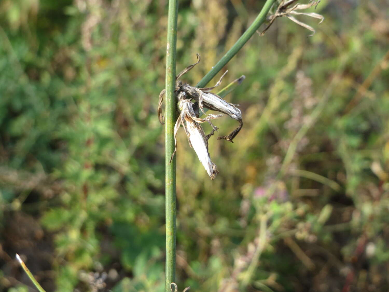 Chondrilla juncea L. resmi