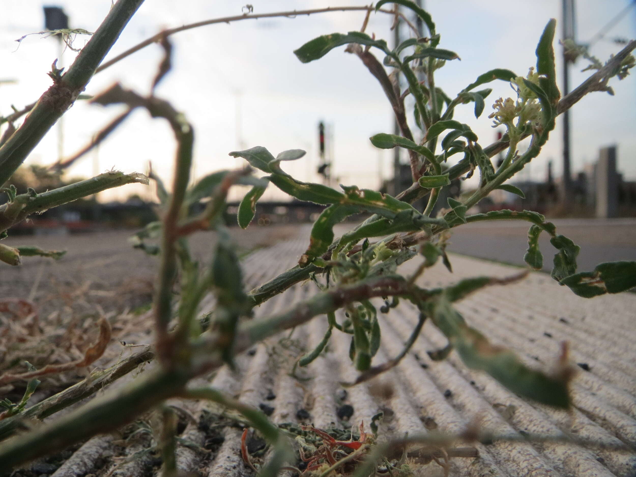 Слика од Reseda lutea L.