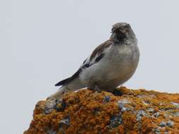Image of Snowfinch