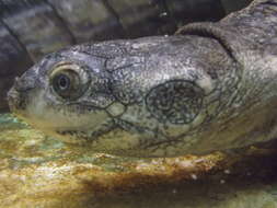 Image of West African mud turtle