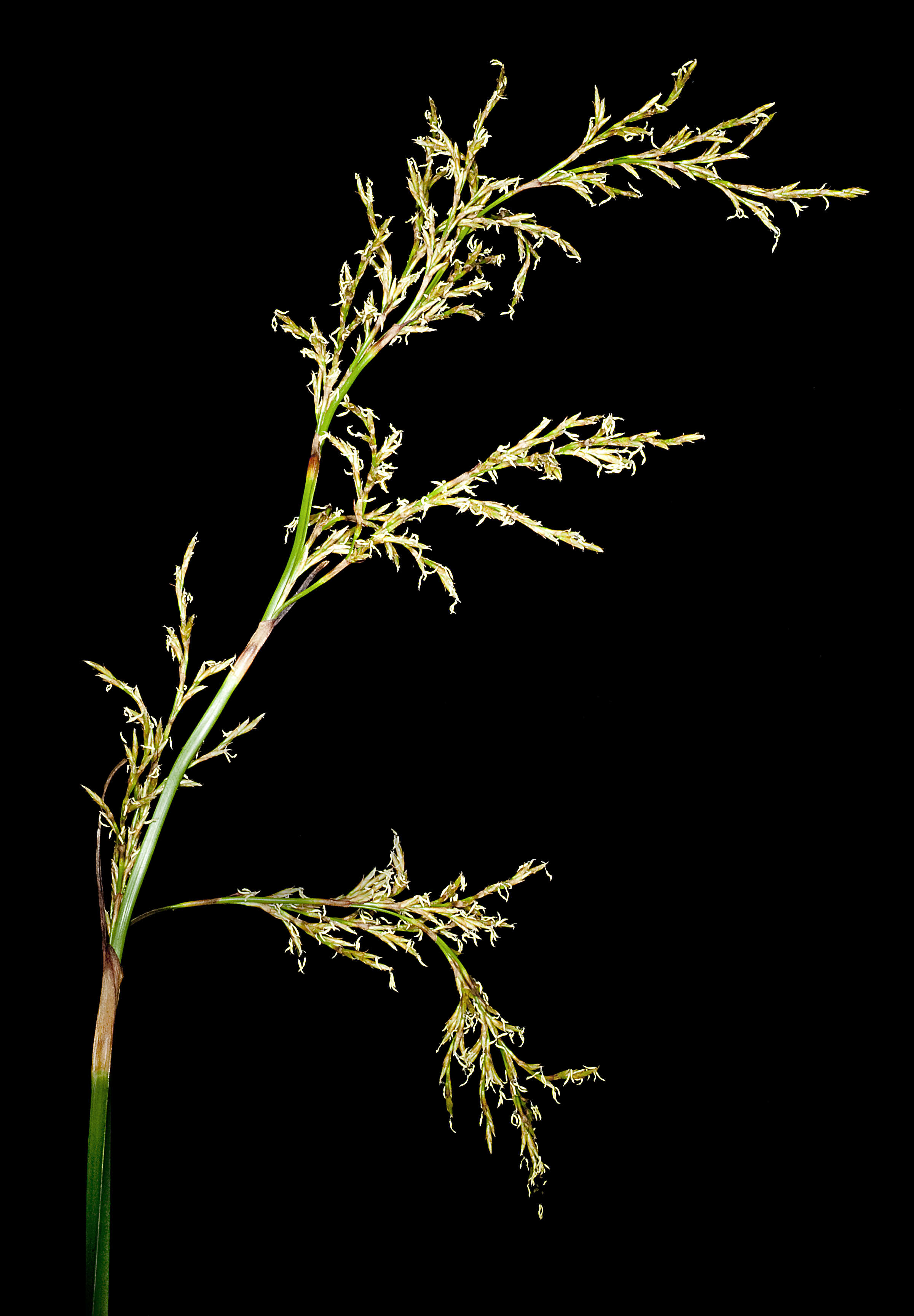 Image of Lepidosperma tetraquetrum Nees