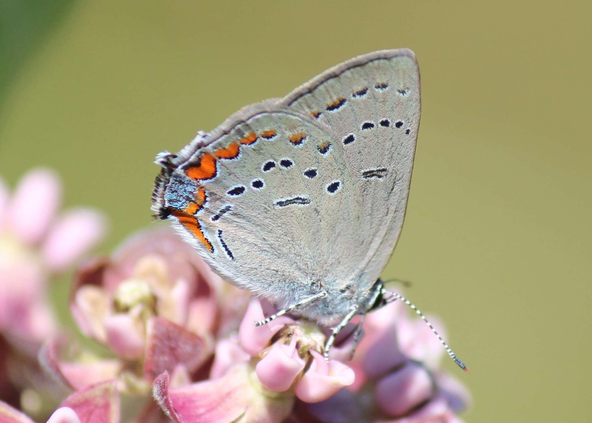 Image of Acadian Hairstreak