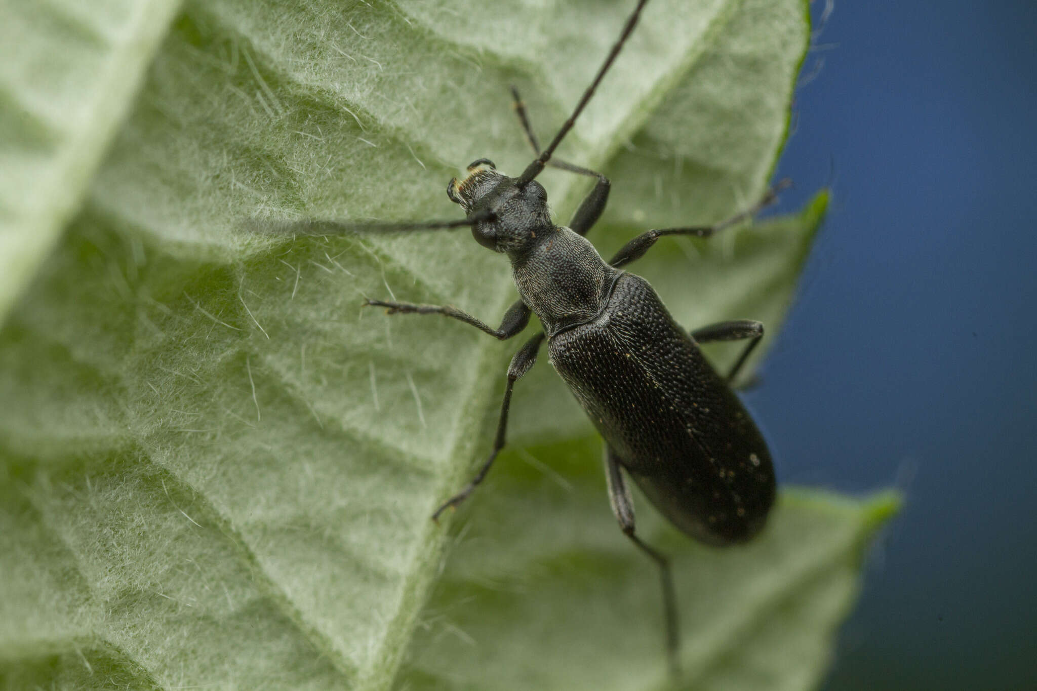 Image of Grammoptera subargentata (Kirby 1837)