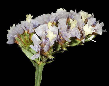 Image de Limonium sinuatum (L.) Miller