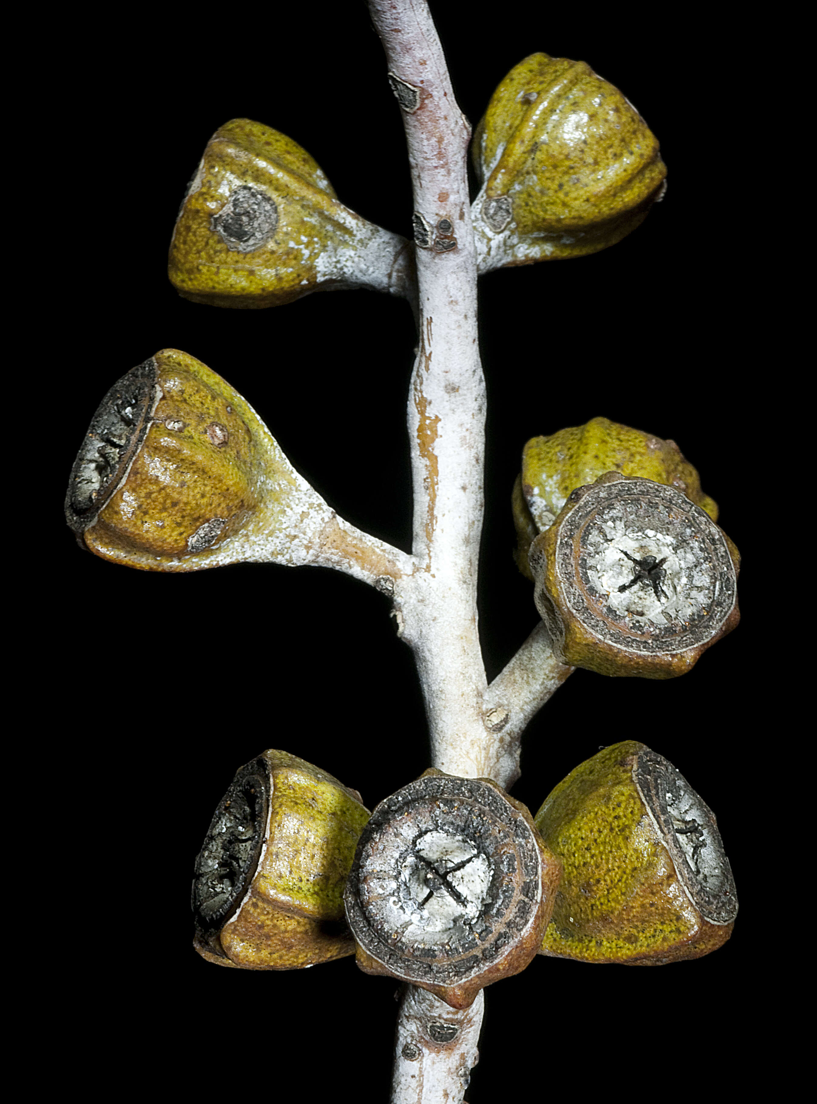 Image of Eucalyptus corrugata Luehm.