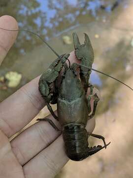 Image of Cambarus graysoni Faxon 1914