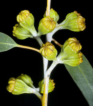 Image of Eucalyptus corrugata Luehm.