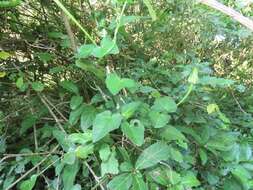 Image of Thunbergia dregeana Nees