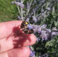 Imagem de Anthidium septemspinosum Lepeletier 1841