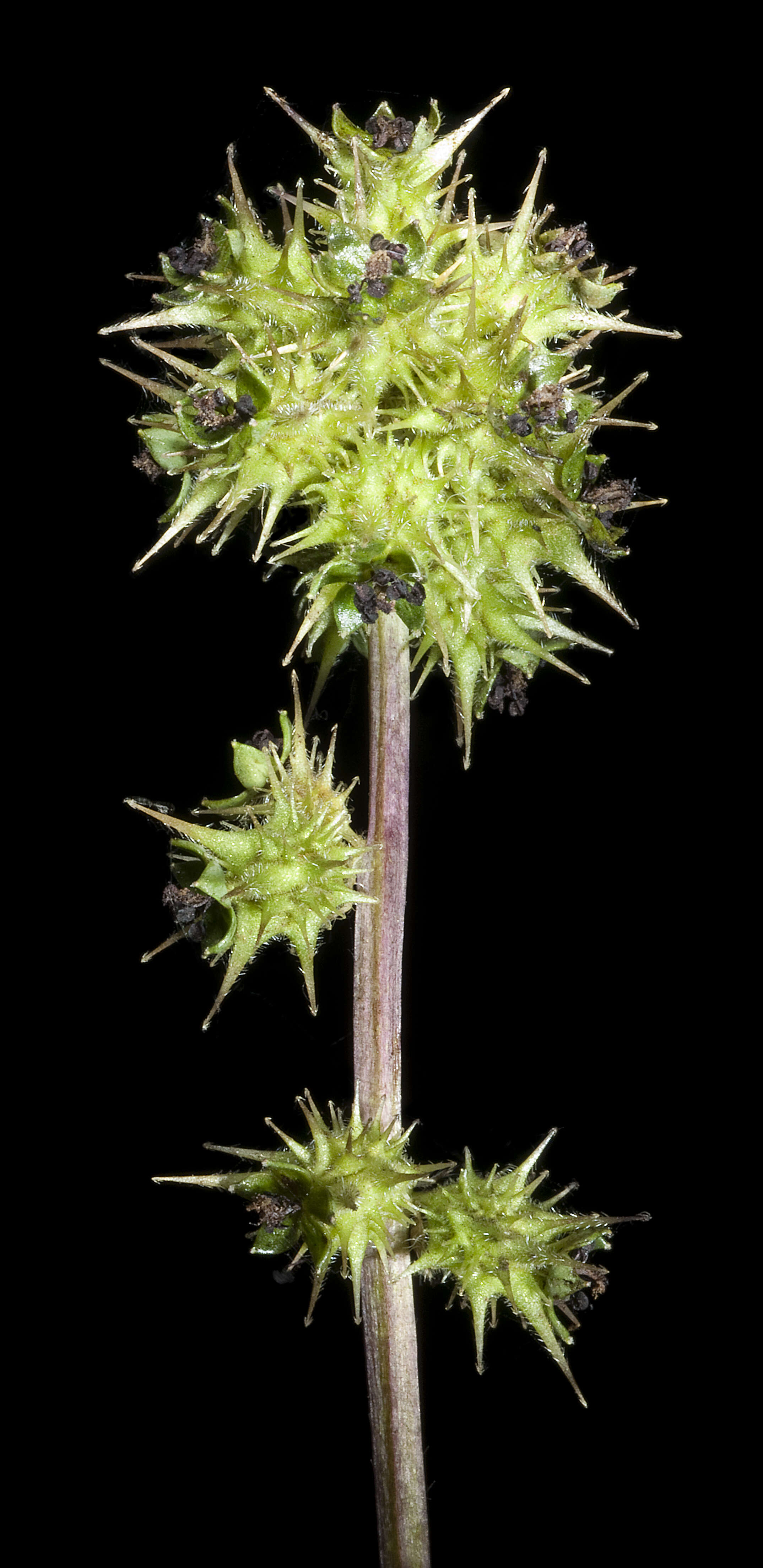 Image of Acaena echinata Nees