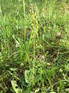 Image of Common twayblade