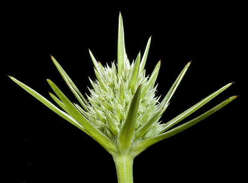 Image of Eryngium pinnatifidum Bunge