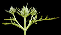 Eryngium pinnatifidum Bunge resmi