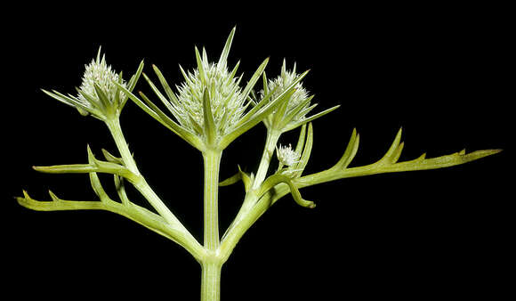 Image of Eryngium pinnatifidum Bunge