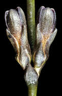 Image of Haemodorum brevisepalum Benth.