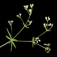 Image of Lamarck's bedstraw