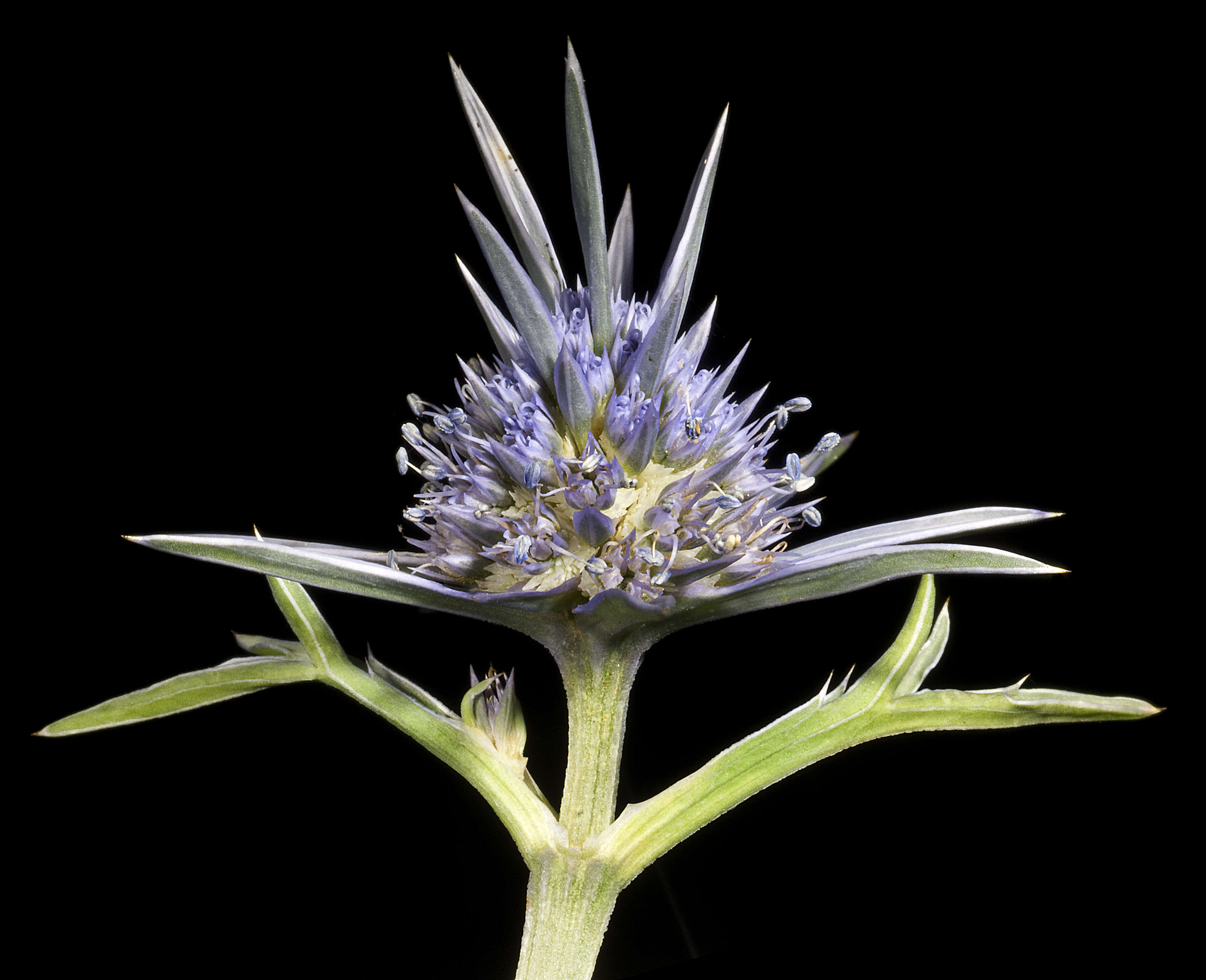 Eryngium pinnatifidum Bunge resmi