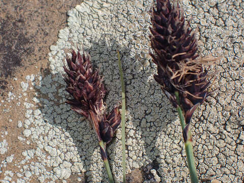 Image of blackandwhite sedge