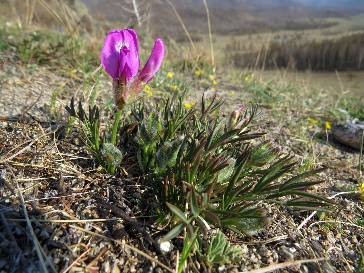 Image of Oxytropis nuda Basil.