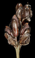 Image of Haemodorum discolor T. D. Macfarl.