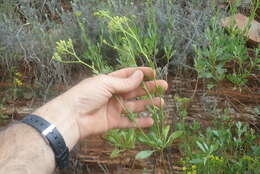 Image of Senecio microglossus DC.