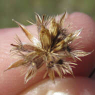 Image of Texas chrysopsis