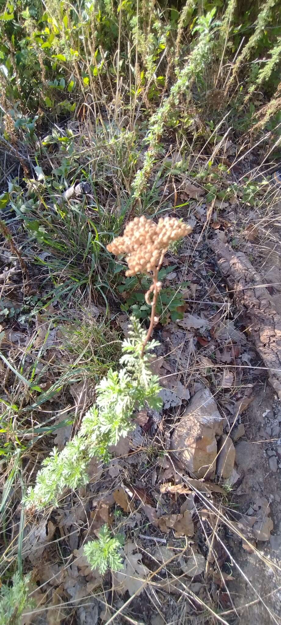 صورة Achillea ligustica All.