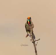 Image of Rainbow-bearded Thornbill