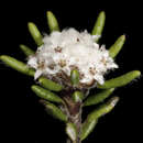 Image of Cryptandra humilis (Benth.) F. Müll.