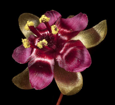 Image of Drosera microphylla Endl.