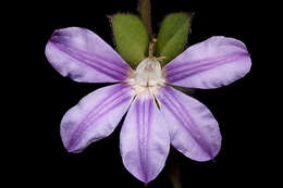 Image of Scaevola platyphylla Lindl.