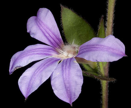 Слика од Scaevola platyphylla Lindl.