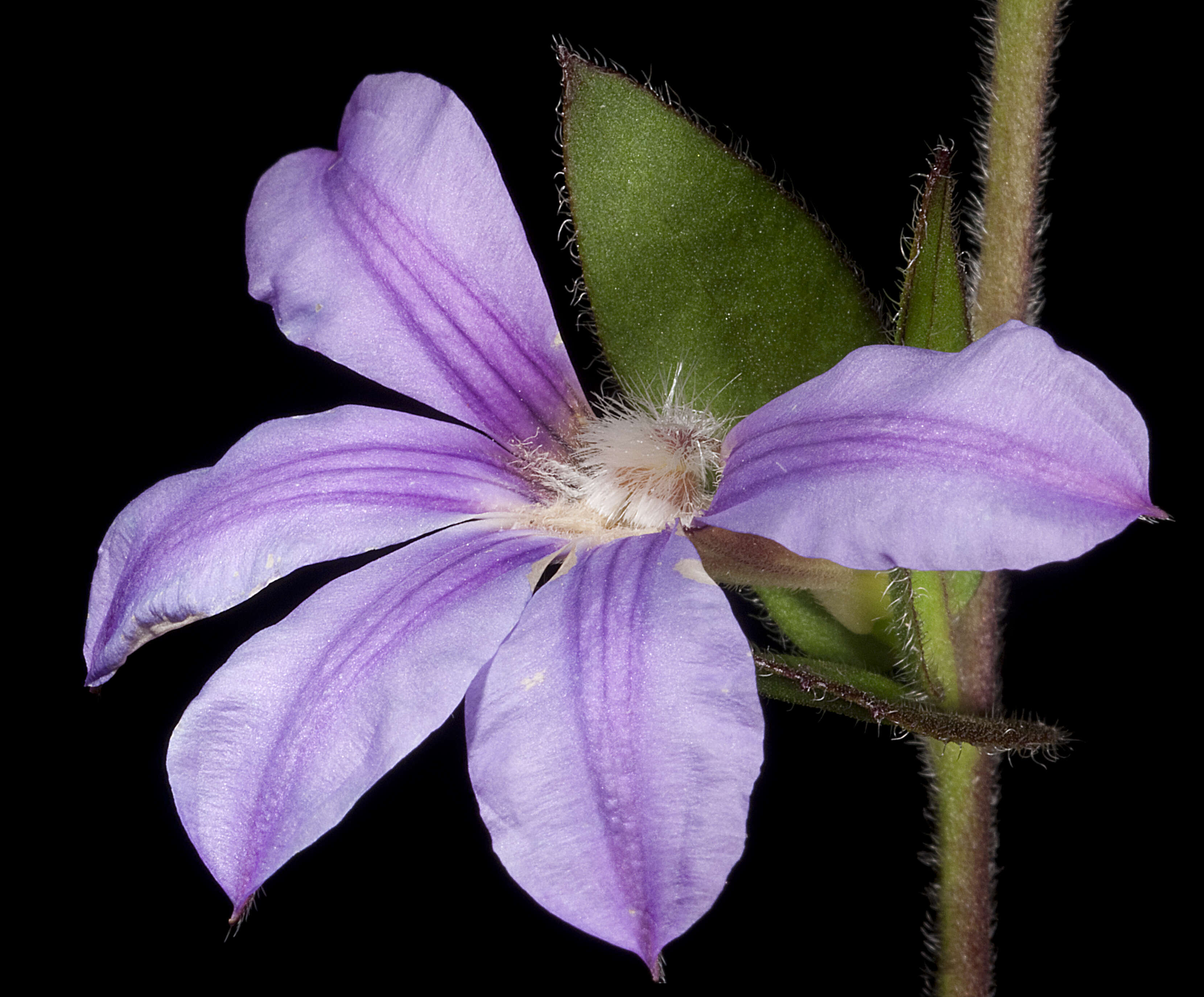 Image of Scaevola platyphylla Lindl.