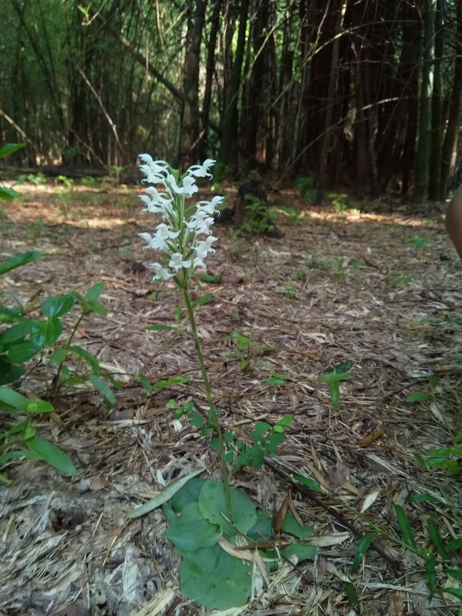 Imagem de Habenaria roxburghii Nicolson