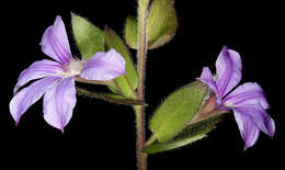 Image of Scaevola platyphylla Lindl.