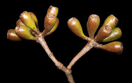 Image of Eucalyptus densa M. I. H. Brooker & S. D. Hopper