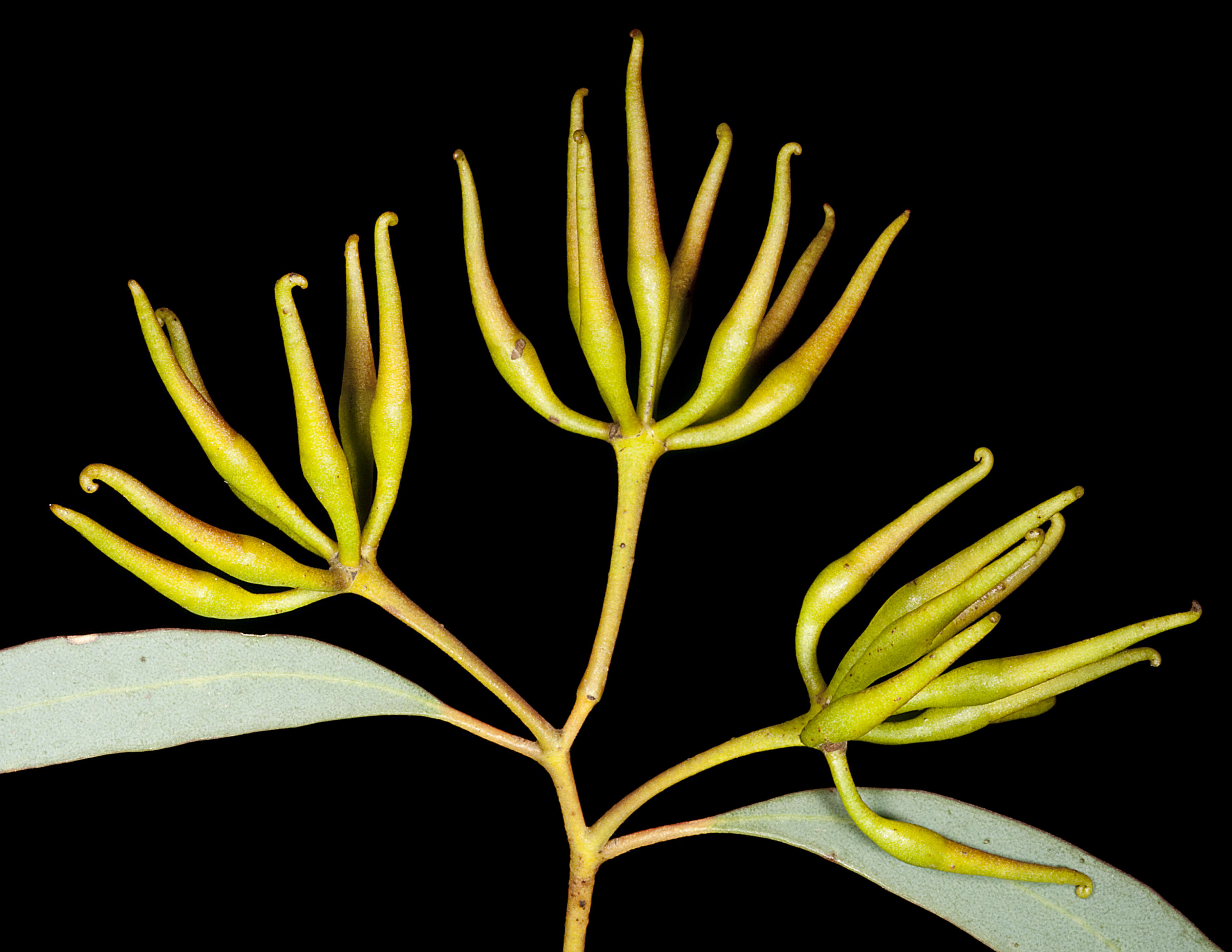 Image of Eucalyptus densa M. I. H. Brooker & S. D. Hopper