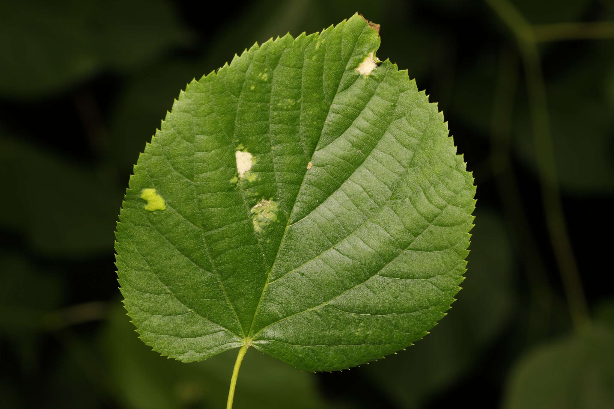 Image of <i>Eriophyes leiosoma</i> (Nalepa 1892)