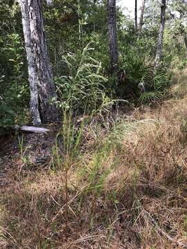 Eupatorium leptophyllum DC.的圖片